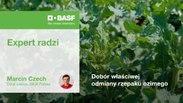 dobór odmiany rzepaku